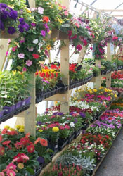 JW's Foods Garden Center